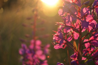 Rose bay willow herb Røros